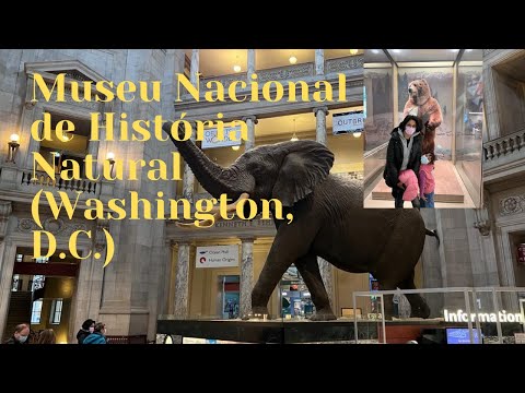 Vídeo: Museu Nacional de História Natural Smithsonian