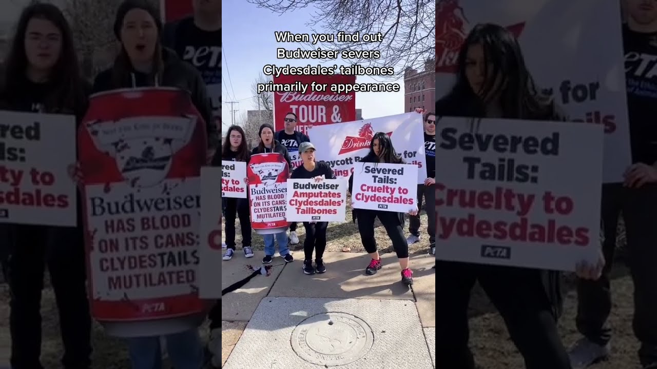PETA Shuts Down Budweiser Private Event Shortfeed