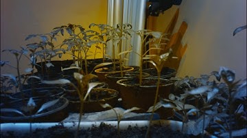 Raspberry Pi Cam2.0 timelapse of 2017s tomato / pepper seedlings