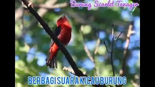 Masteran Burung Amerika