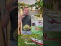 #SHORTS Heno Hubertus - Parte 2