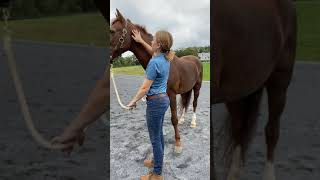 Equine Poll Massage