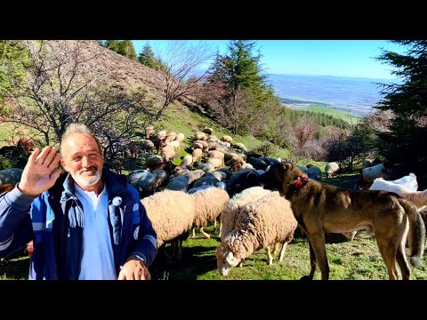 Dede Mesleğine Geri Döndüm - 25 Senedir Hayvancılık Yapıyorum - Trabzonlu Çoban Çakır 