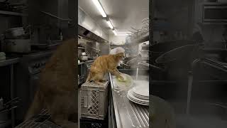 A hyper-realistic, cinematic wide shot of an orange tabby cat diligently washing dishes.