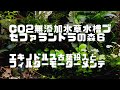 CO2 無添加水草水槽ブセファランドラの森６　エキノドルス古葉投入で肥料いらず？外掛式フィルターモーターメンテ