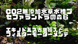 CO2 無添加水草水槽ブセファランドラの森６　エキノドルス古葉投入で肥料いらず？外掛式フィルターモーターメンテ