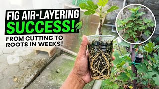 Fig Air-Layering Success: From Cutting to Thick Roots in Weeks!