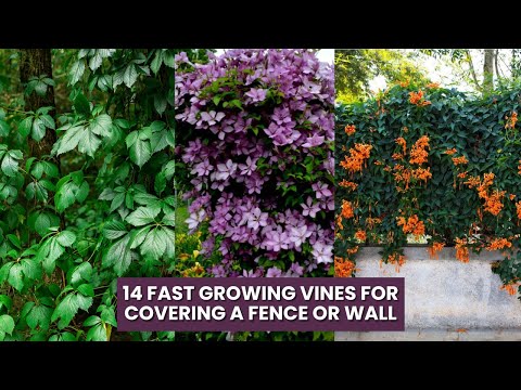 14 Fast Growing Vines For Covering A Fence Or Wall Vines Fence Climbingplants