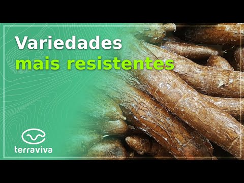 Embrapa Mandioca e Fruticultura estuda potencial produtivo da raiz