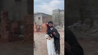 BesT Quality Rooster 🎊✅ #aseelmurga #mianwaliaseels #aseellovers #youtubeshorts #aseelfeed #shorts
