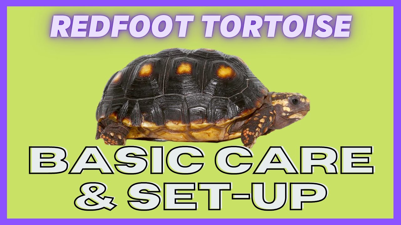 UGR - Redfoot Tortoise Care Video 