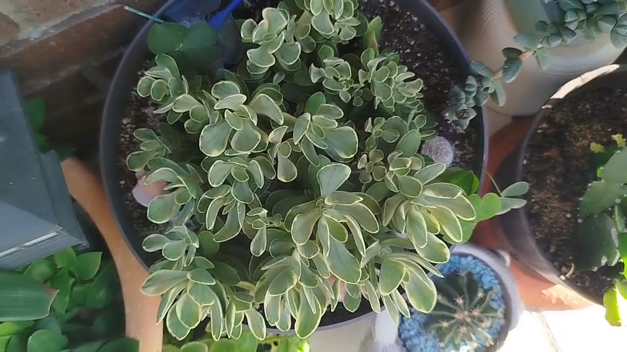 Arreglando jardín para próxima primavera 26