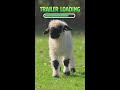 Shaun The Sheep The BEAST Of Mossy Bottom ShaunTheSheepMovie ShauntheSheep BeastOfMossyBottom