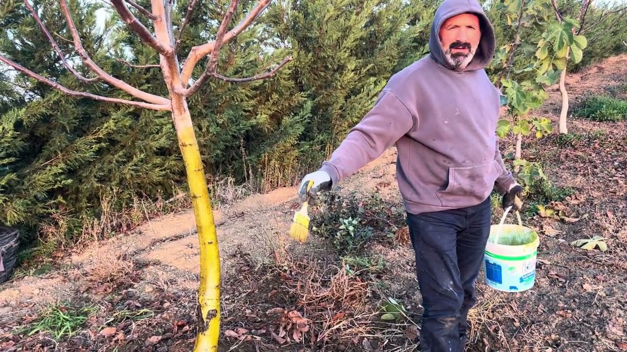 CEVİZ DE KIŞ BAKIMI NELER YAPMALIYIZ