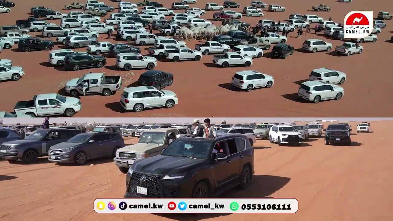 مسيرة لطامات الوضح ( شلفا ولي العهد - وضح ) للمالك / خلف غضيان الحبردي