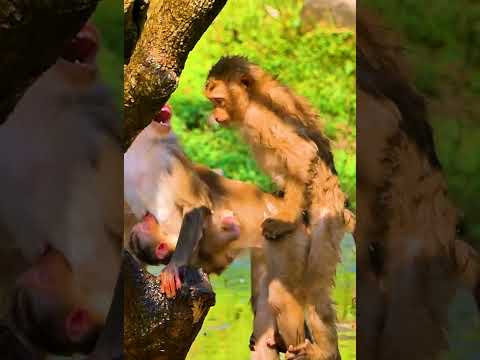 Hak Han MDJ Enjoy Watching Abandon Baby Monkey - Daily Wildlife Monkey #Lucie #Leo #Rainbow #Jovi