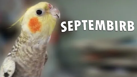 Birb can't stop singing September