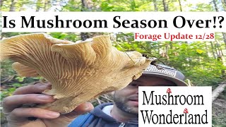 Last mushrooms of the year