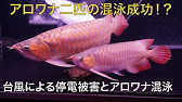 117 アジアアロワナ過背金龍 紅龍3匹混泳チャレンジ 24時間後どうなった Youtube 117 アジアアロワナ過背金龍 紅龍3匹混泳チャレンジ 24時間後どうなった Youtube