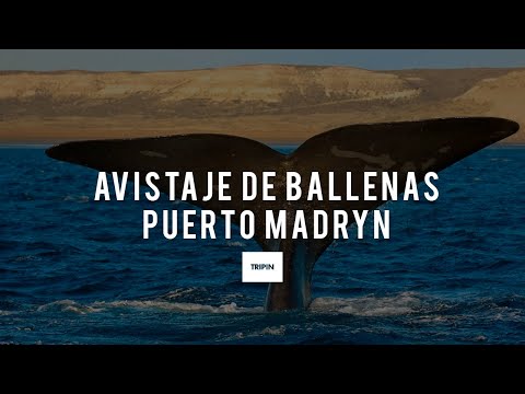 La temporada de avistaje de ballenas en Puerto Madryn | Tripin Argentina