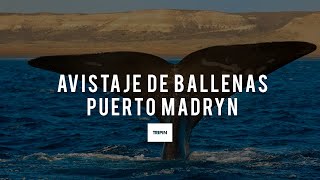 La temporada de avistaje de ballenas en Puerto Madryn | Tripin Argentina