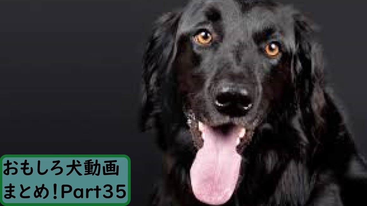 面白 犬 おもしろ犬動画まとめ 35 かわいい 最強に笑った動画を貼る速報ｗｗw