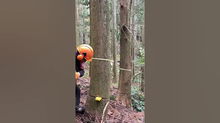 Stihl Ms 261 #forestry #japan - DayDayNews