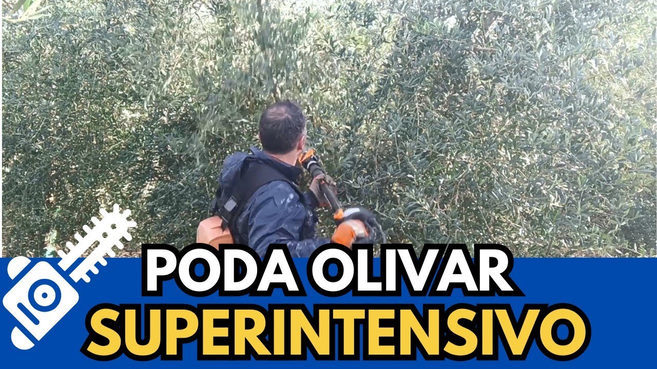 👉 Poda Manual en Olivar Superintensivo