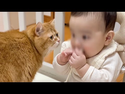 【神技】グズる赤ちゃんを猫が秒で笑顔に...！