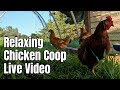 Backyard Chickens Relaxing Coop Video Chickens Sounds Hens Clucking Continuous Footage Chicken Cam