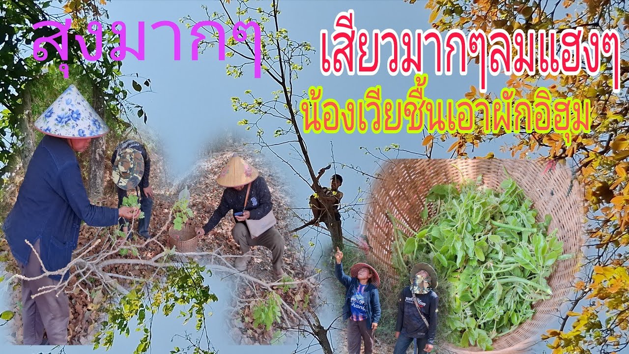 ทังสูงทังเสียวน้องเวียขื้นเอาผักอิฮุมยยอดงามๆ 9 มีนาคม ค.ศ. 2026