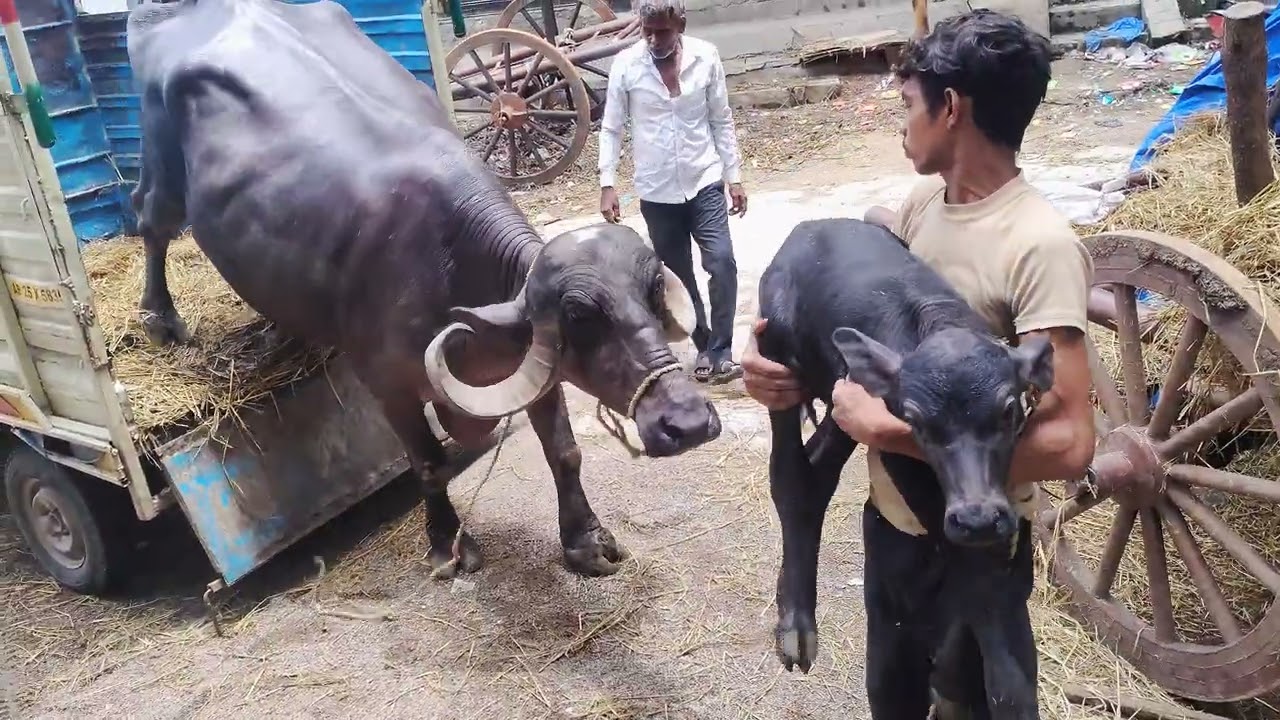 New one arrived #video #bhainsa