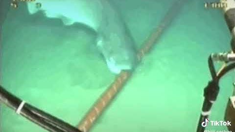 Cá mập cắn cáp camera quay được