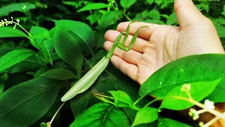 I met a very huge praying mantis. Can we be friends?