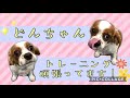 【犬の幼稚園】万代店☀️どんちゃんのトレーニング風景☀️