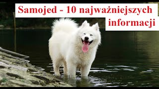 Samoyed - 10 Most Important Information