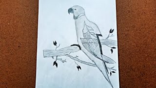 Drawing a Parrot - Pencil Drawing easy steps- learn to draw a Parrot- Hassan Drawing academy