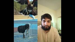 #mrbeast #mrbeastgaming #mrbeastshorts #mrbeastchallenge #hawk #shaheen #eagle #eagles #ps5 #gta6