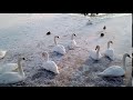 Так зимуют лебеди в Бресте. Январь 2021г.