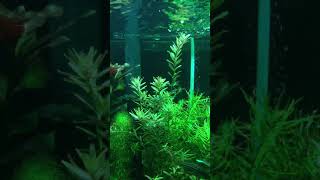 Aquarium plants pearling ||