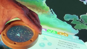 Plankton Populations Exhibit I Interactive Design at the Exploratorium