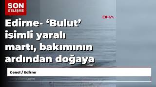Edirne- Bulut Isimli Yaralı Martı, Bakımının Ardından Doğaya Bırakıldı