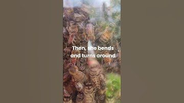 Queen Bee Laying Eggs 🐝 #shorts #honeybees