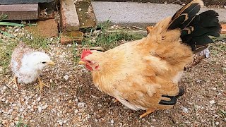 小さなひよこを鶏小屋に放り込んだ結果…【鶏飼育】 32話目