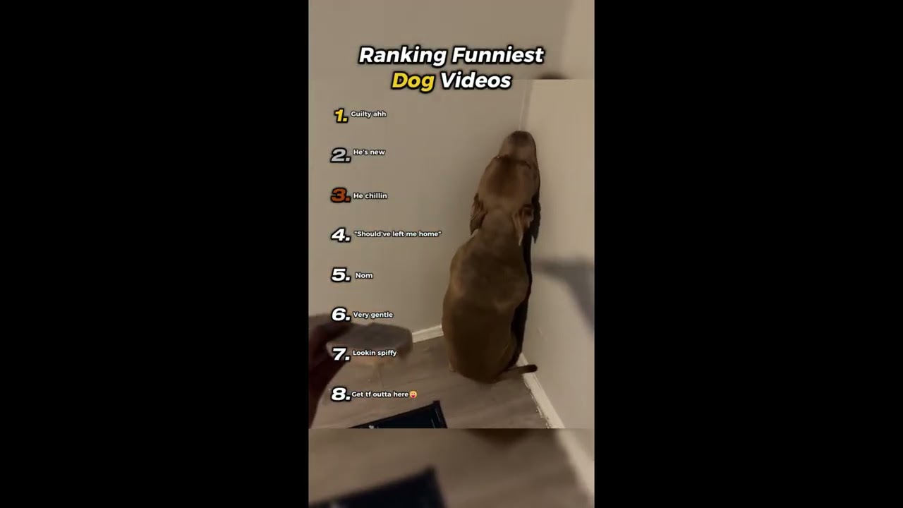 “Funniest Dogs on the Internet PT.2 🤣🐕 