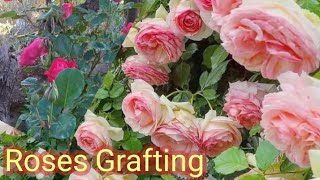 Tree Rose Grafting The Best Sample Way