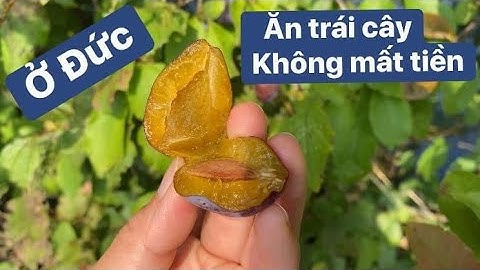 Nông thôn Nước Đức | Mận chín vàng không ai ăn | Khám phá vùng quê | Nước Đức | Cuộc sống ở Đức