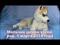 Предлагаем щенка хаски мальчик, родился 4 марта 2018 года