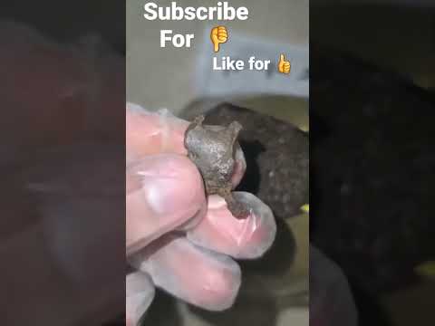 Hashish Weed Brown Drugs No Subscribe Trnding Trendingshorts