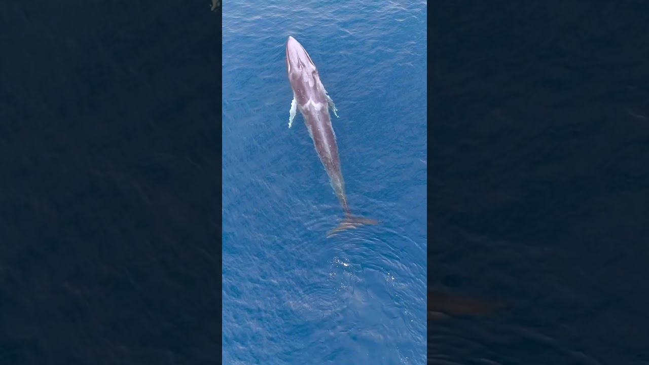 Video captures majesty of rare Omura’s whale